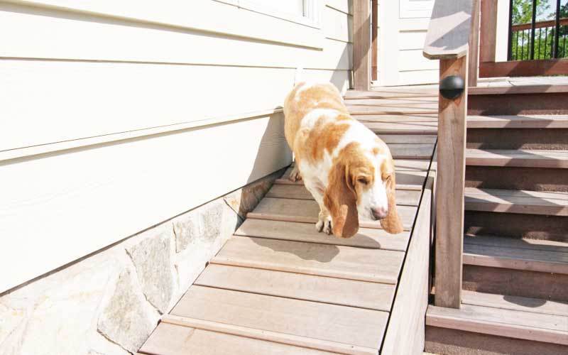 Dog Ramp For Stairs