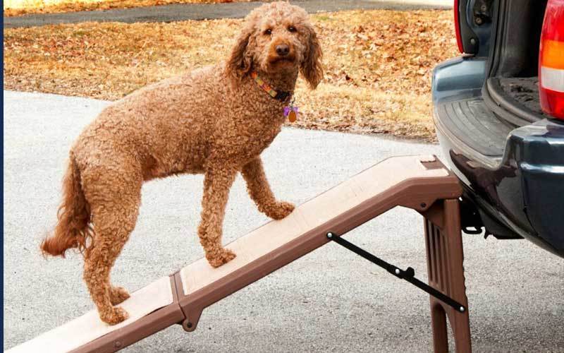 dog ramp for car